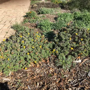 Heterotheca â€˜San Bruno Mtn' in Meadow border