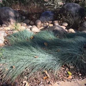 Festuca â€˜Patricks Point' in Home Demonstration Garden