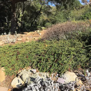 Eriogonum â€˜Bruce Dickinson' in the Meadow View