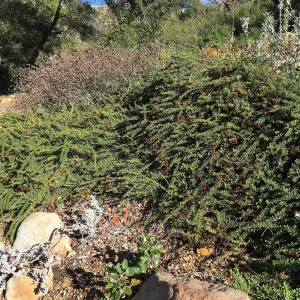 Eriogonum â€˜Bruce Dickinson' in the Meadow View