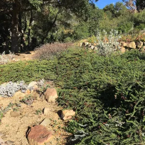 Eriogonum â€˜Bruce Dickinson' in the Meadow View
