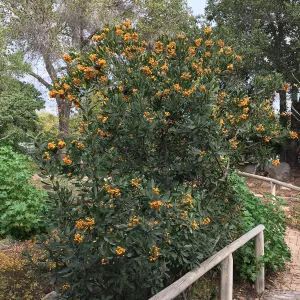 Toyon with ripe yellow-orange berries, Arroyo Section