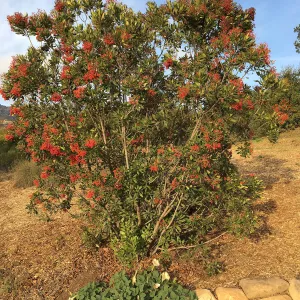 Toyon along Pritzlaff Conservation Center driveway