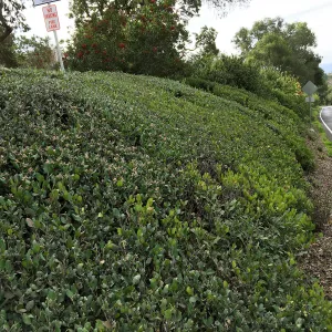 Clipped hedge, Rhus integrifolia, Mission Canyon Road below Pritzlaff Conservation Center driveway
