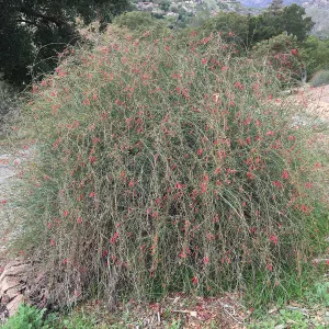 Gambelia Gran Canon next to Pritzlaff Conservation Center driveway