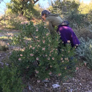 Carol Bornstein, Arctostaphylos insularis PorterTrail A 20-21