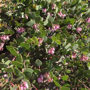 Arctostpahylos â€˜Arroyo Cascade', close-up of flowers
