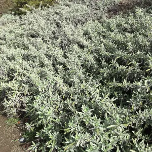 Salvia â€˜Bees Bliss'