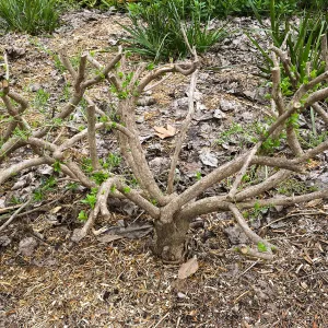 Urban Nature Garden at the Natural History Museum of Los Angeles