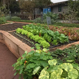 Urban Nature Garden at the Natural History Museum of Los Angeles