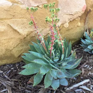Dudleya brittonii at the Island View Garden
