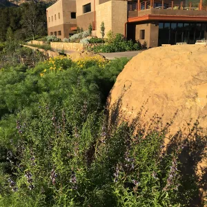 Salvia â€˜Pacific Blue' at the Island View Garden