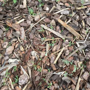 Seedlings of Ventura marsh milk vetch in planters at the Island View Garden