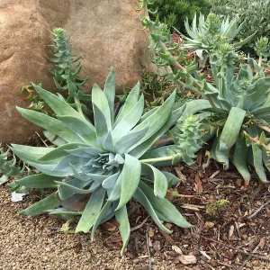Dudleya brittonii at the Island View Garden