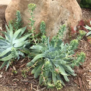 Dudleya brittonii at the Island View Garden