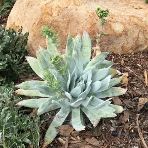 Dudleya brittonii at the Island View Garden