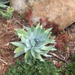 Dudleya brittonii at the Island View Garden