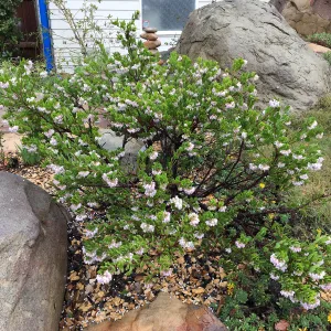 Arctostaphylos densiflorus, Water Wise Home Garden
