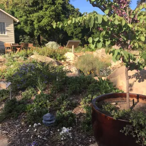 Water Wise Home Garden