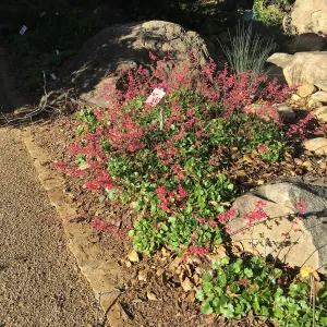 Heuchera â€˜Canyon Pink' at the Water Wise Home Garden