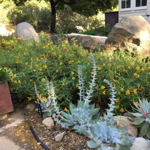North side of Water Wise Home Garden