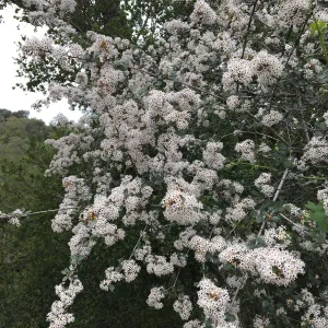 Ceanothus megacarpus, Desert Section