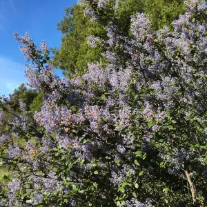 Ceanothus oliganthus in Tunnel Road Triangle
