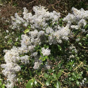 Ceanothus spinosus in the Tunnel Road Triangle