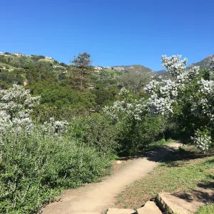 Ceanothus spinosus along the South West Trail