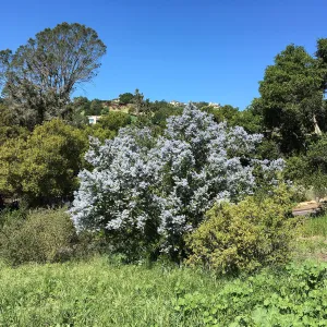 Ceanothus spinosus along the South West Trail