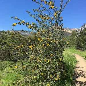 Fremontodendron volunteer on the South West Trail