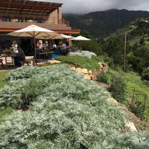 Santa Barbara Beer Garden Event, Pritzlaff Conservation Center, Eriophyllum plantings