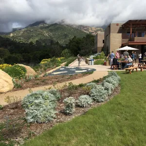 Santa Barbara Beer Garden Event, Pritzlaff Conservation Center, Eriophyllum plantings in Island View Garden