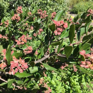 Rhus integrifolia fruits at SBBG