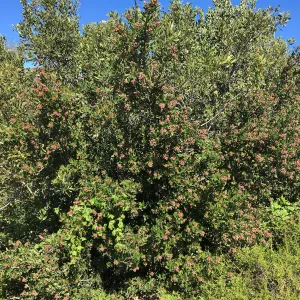 Rhus integrifolia in fruit at SBBG