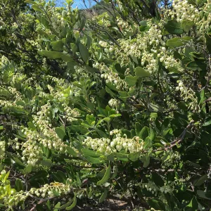 Comarostaphylos diversifolia