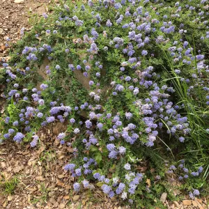 Ceanothus â€˜Joyce Coulter'