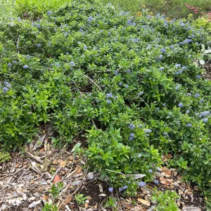 Ceanothus â€˜Joyce Coulter' bottom of groundcover dislay SBBG