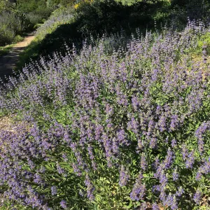 Salvia â€˜Bees Bliss', Porter Trail