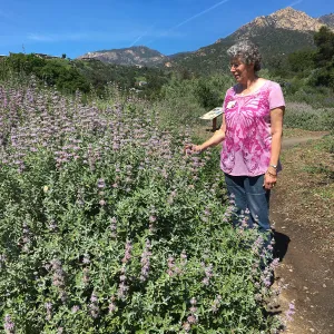 Salvia leucophylla, Porter Trail, volunteer Ingrid Kaper