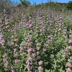 Salvia (Sage) leucophylla, Porter Trail