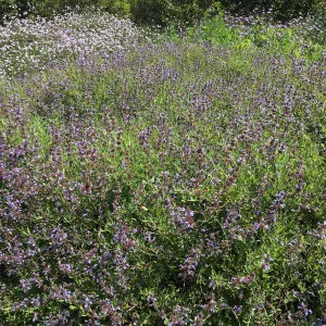 Salvia â€˜Emerald Cascade', Porter Trail