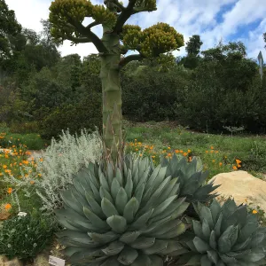 Agave sebastiana in Dudleya display