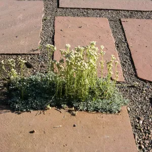 Patio Antennaria, Denver Botanic Garden