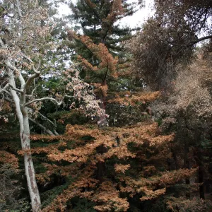Redwood Section after Jesusita Fire