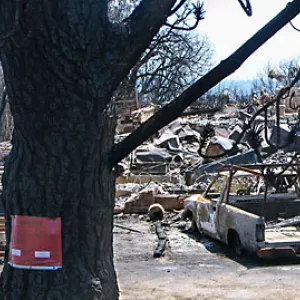 Site of Gane House after Jesusita Fire