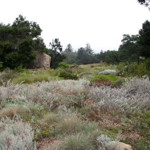 Meadow from Ground Cover Section