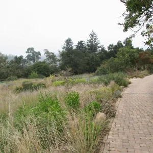 View towards north from east side of Meadow