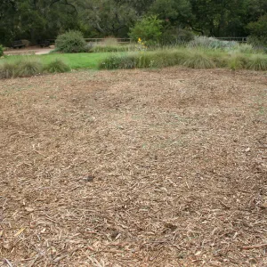 mulched area near top of Meadow