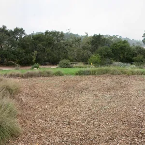 mulched area near top of Meadow